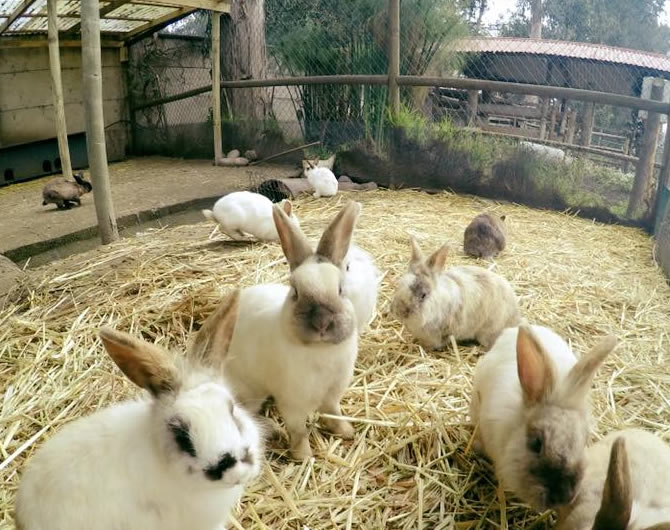 portfolio single project