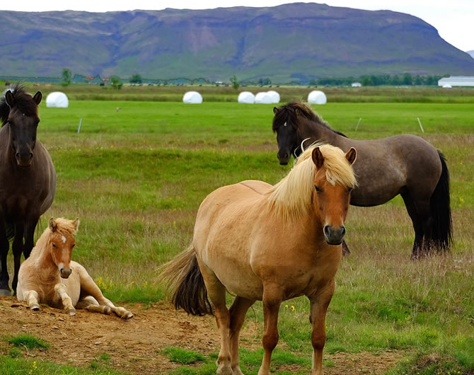 portfolio single project